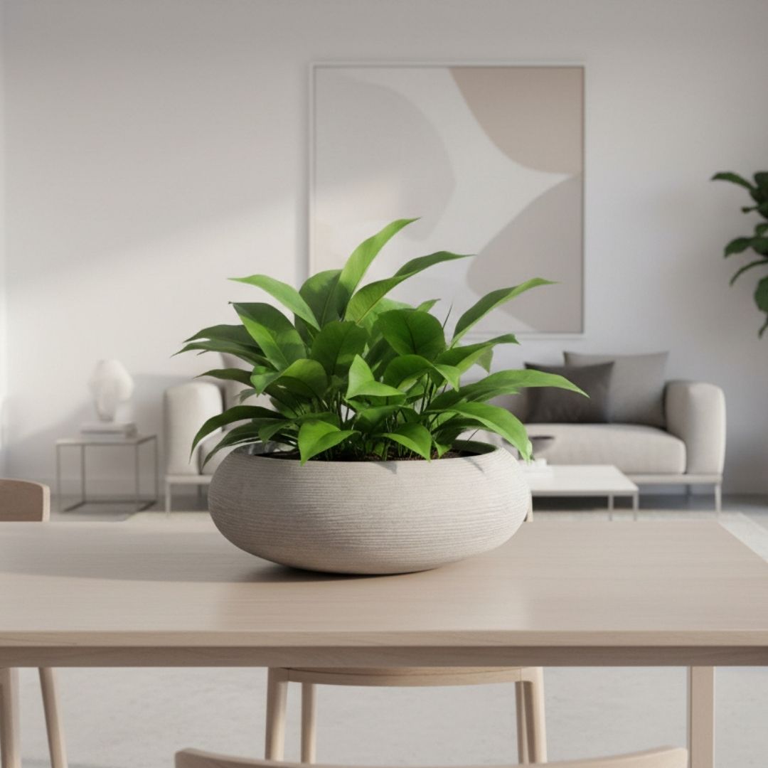 Shabby Low Bowl Planter Corda - Off White