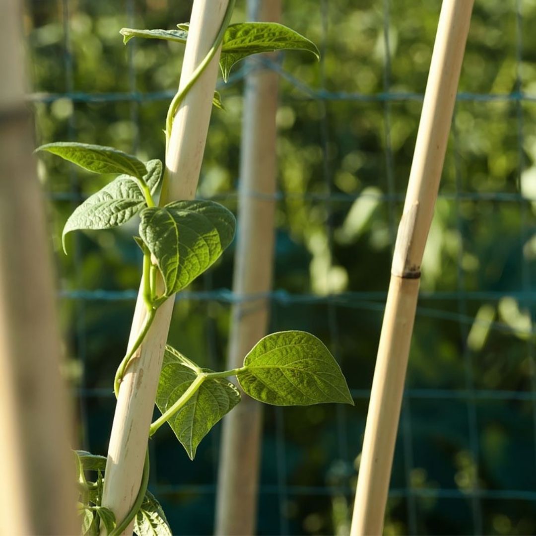 Bamboo U Hoop 3 pack