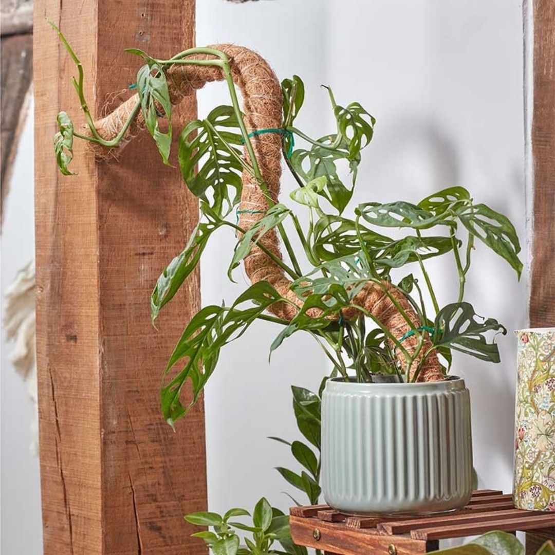flexible moss pole Flexi Coco Plant Support Pole Flexible Moss Pole Stake