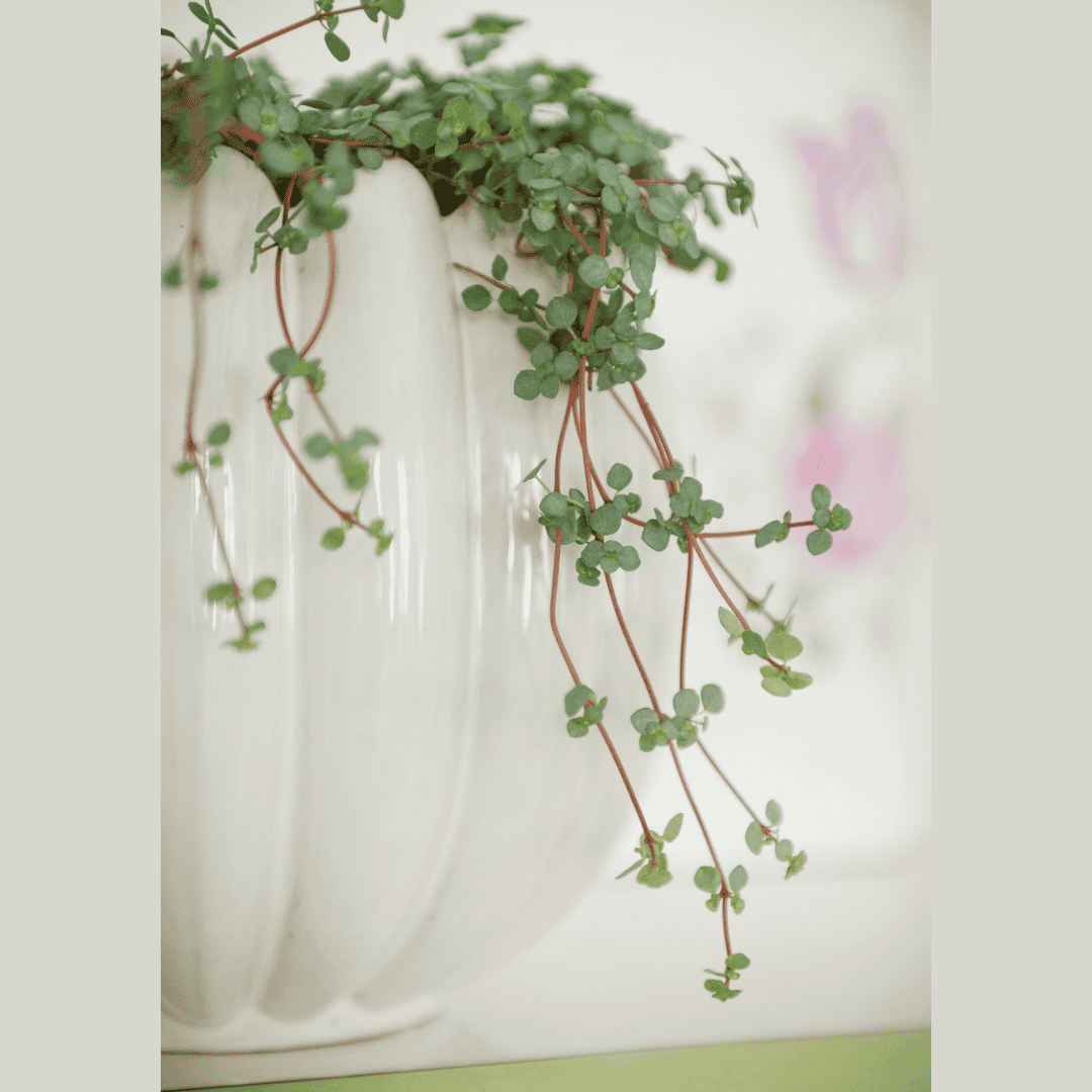 Sonja Pot White