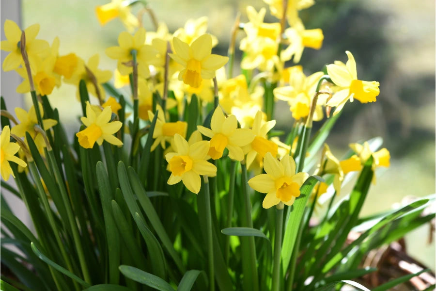 Spring Flowering Bulbs