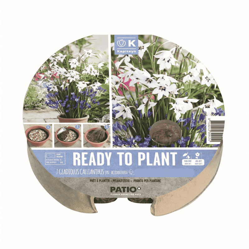 Summer Bulb Tray – 19 Pre - Planted Summer Bulbs