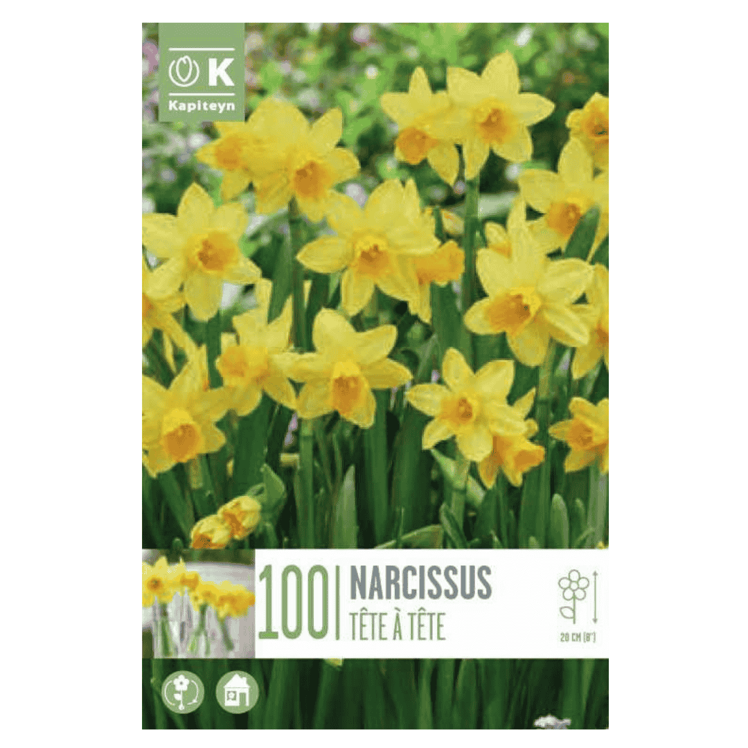 Narcissus Tête-à-Tête - 100 Bulbs