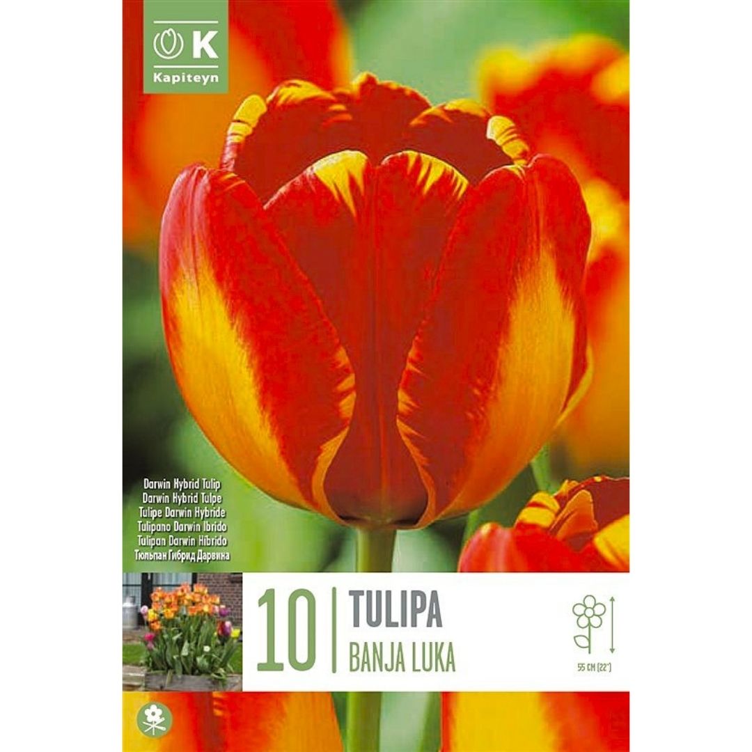 Tulip Banja Luka Bulbs