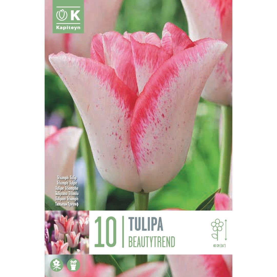 Tulip Beauty Trend Bulbs