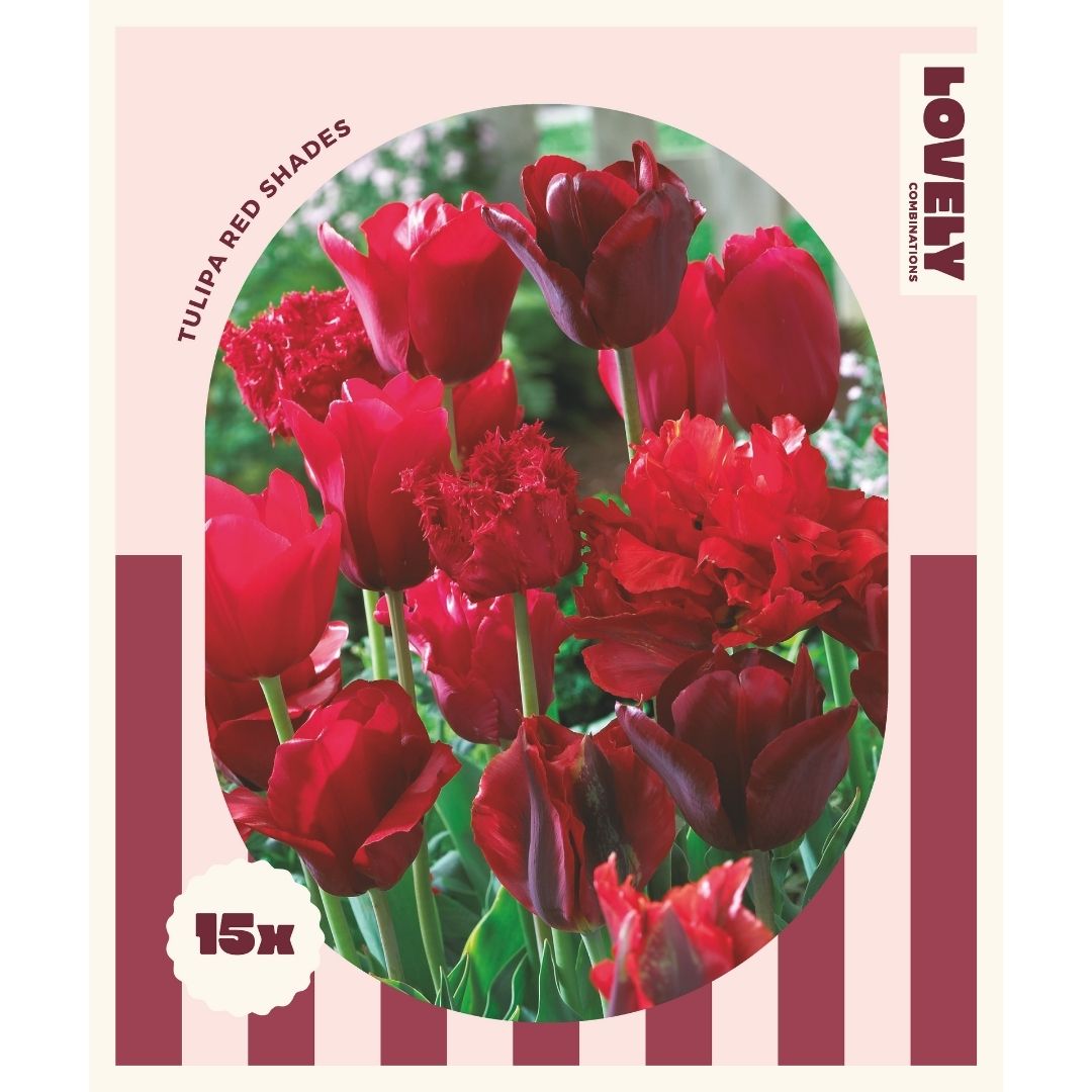 Tulip Red Shades Bulbs