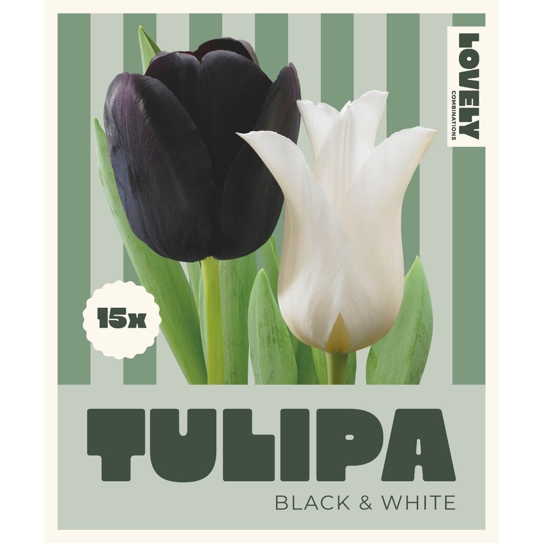 Tulip Mix Black & White Bulbs