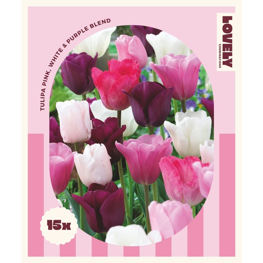 Tulip Mix Pink, White & Purple Bulbs