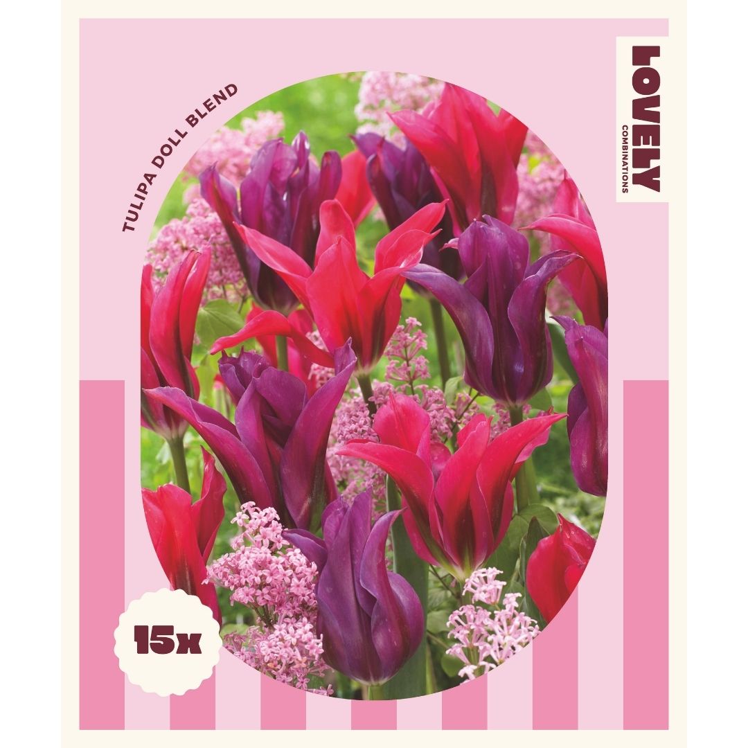 Tulip Doll Blend Bulbs