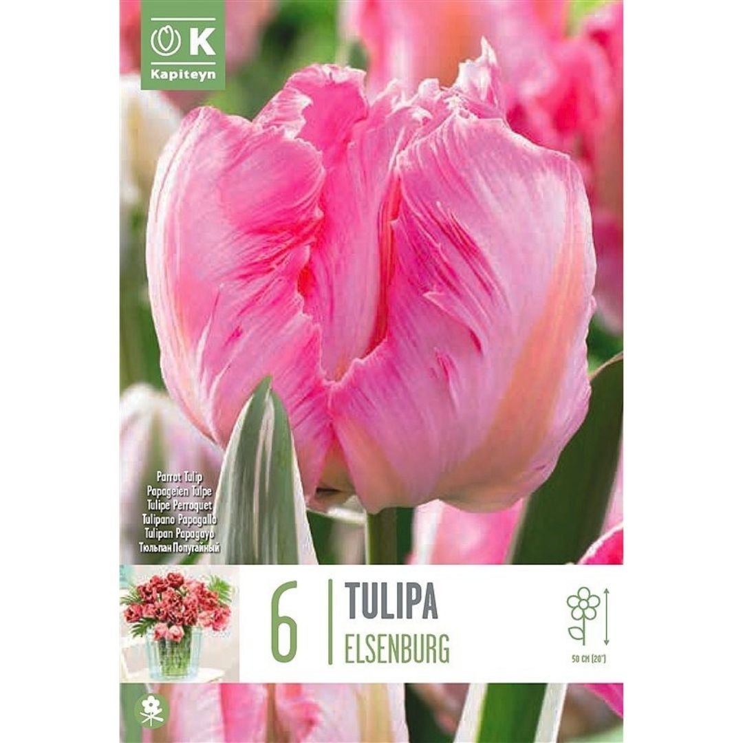 Tulip Elsenburg Bulbs