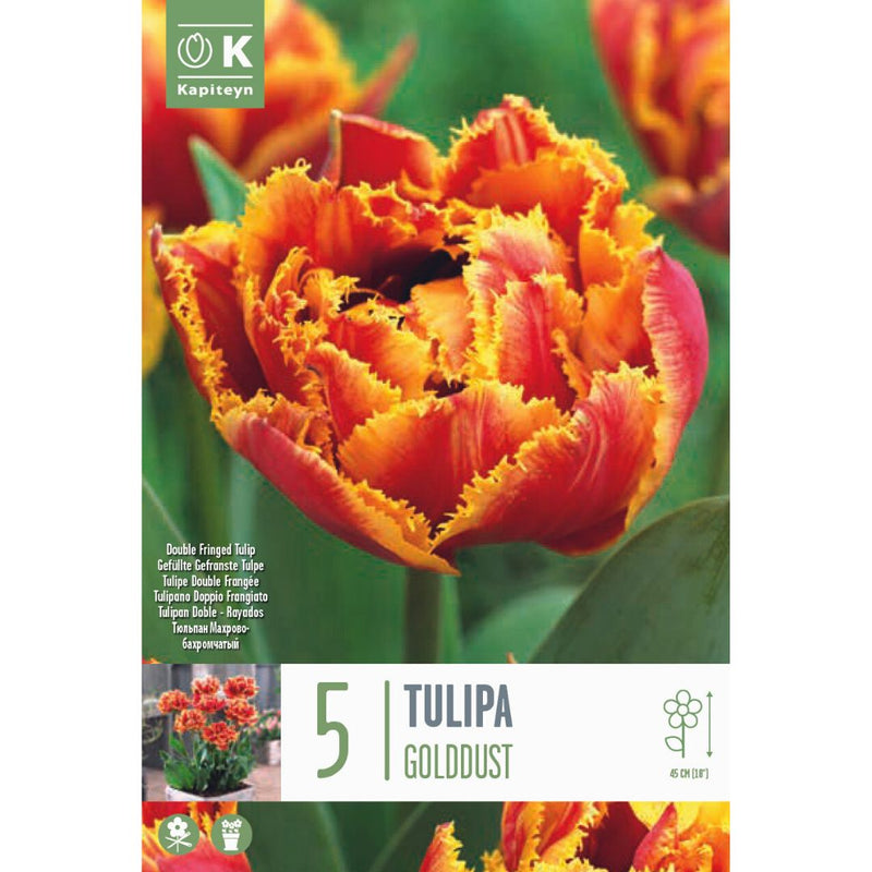 Tulip Golddust Bulbs