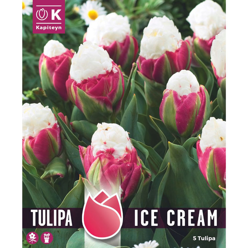 Tulip Ice Cream Bulbs