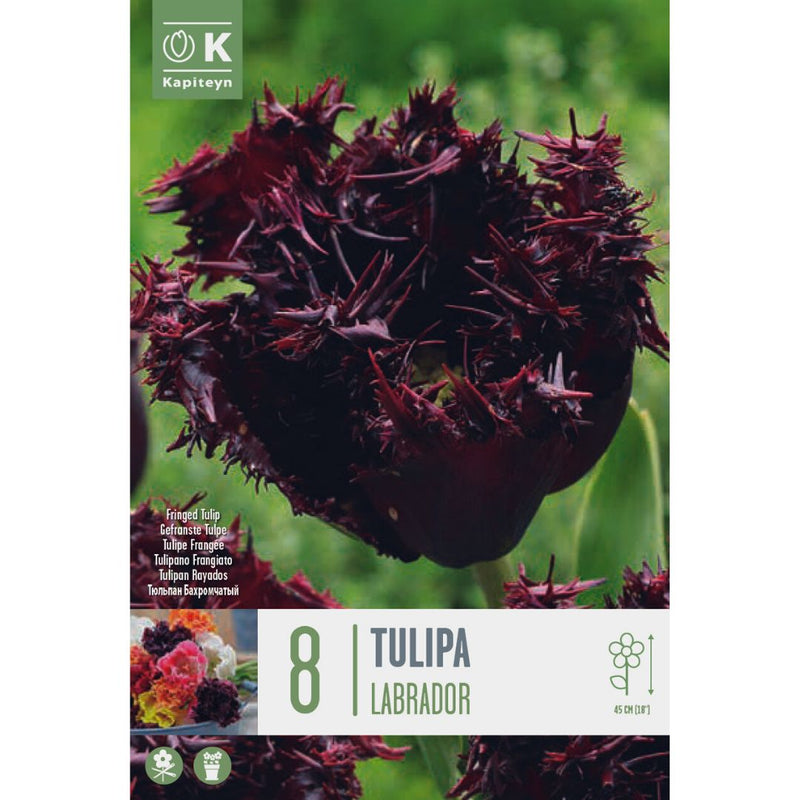 Tulip Labrador Bulbs