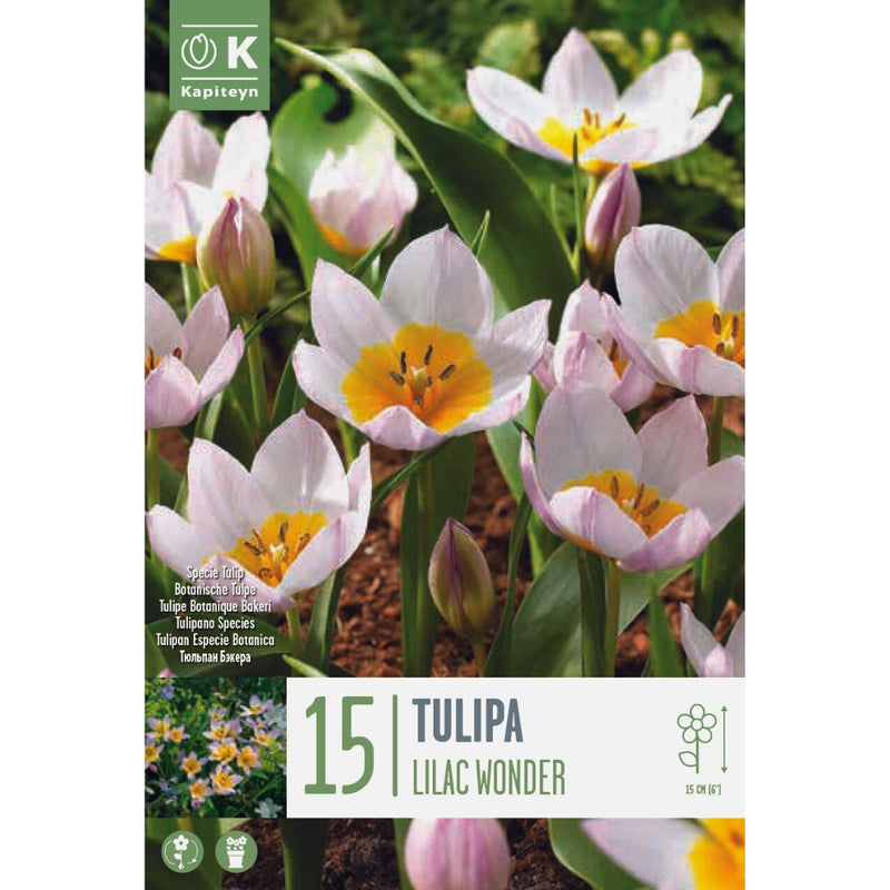 Tulip Lilac Wonder Bulbs