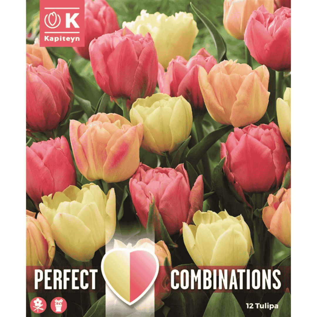 Tulip Mix Symbiose Bulbs
