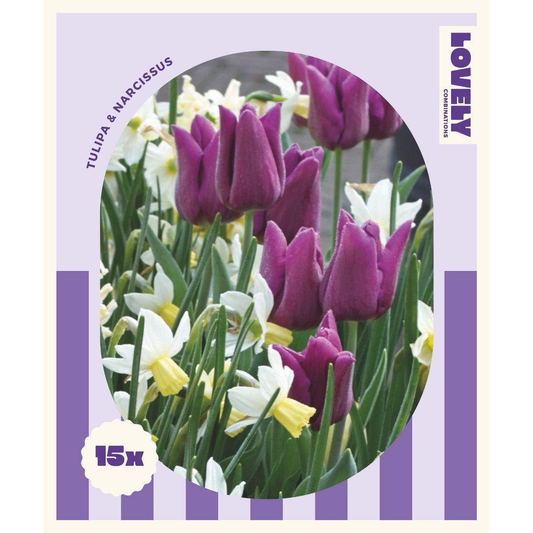 Spring Mix Purple Tulip & Narcissus Bulbs