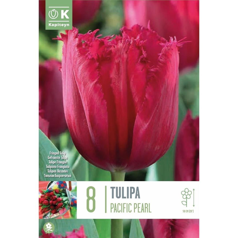 Tulip Pacific Pearl Bulbs