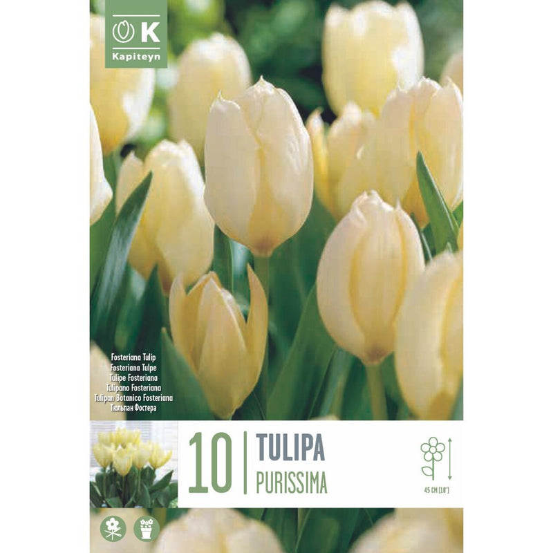 Tulip Purissima Bulbs