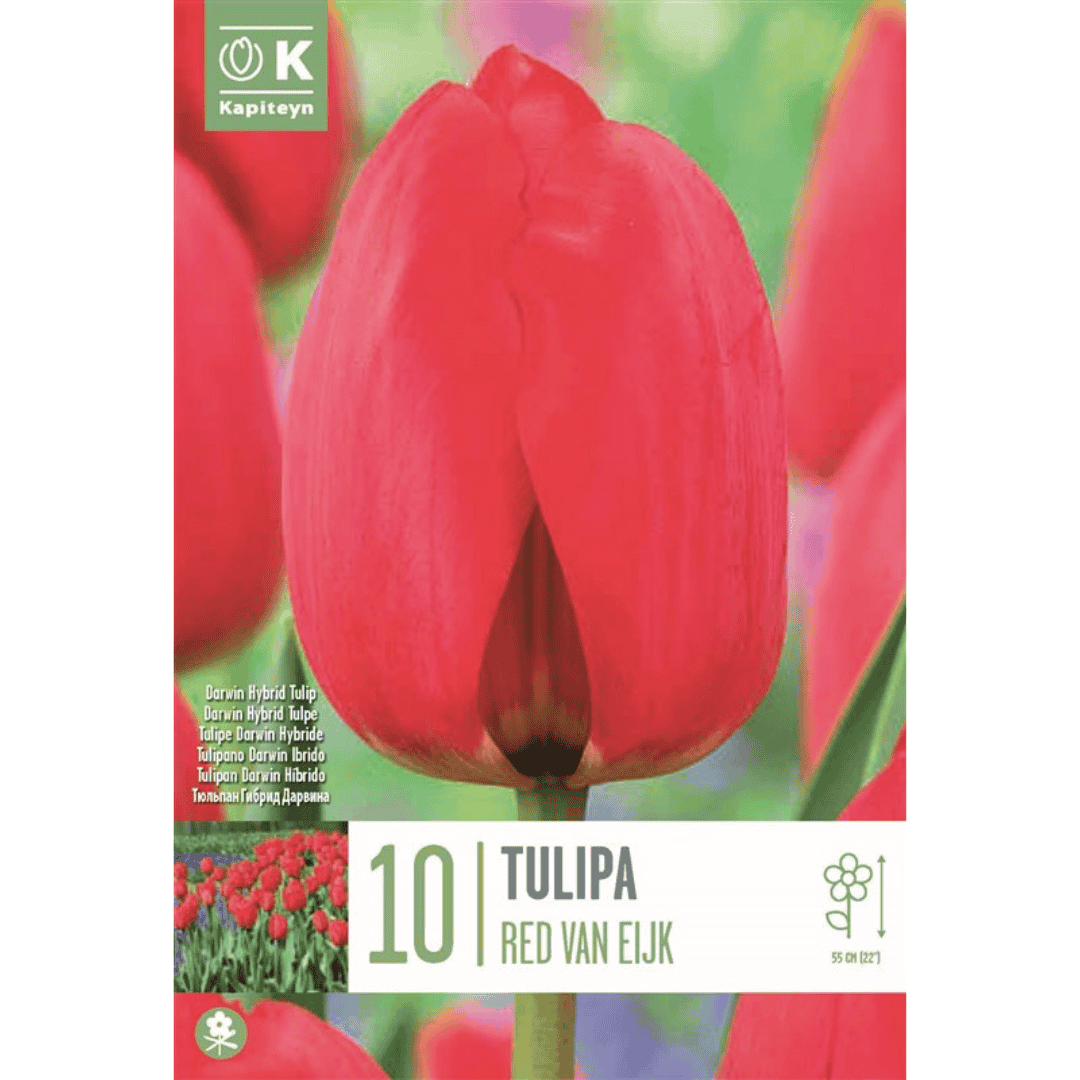 Tulip Red Van Eijk Bulbs
