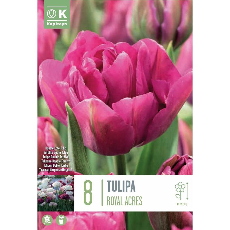 Tulip Royal Acres Bulbs