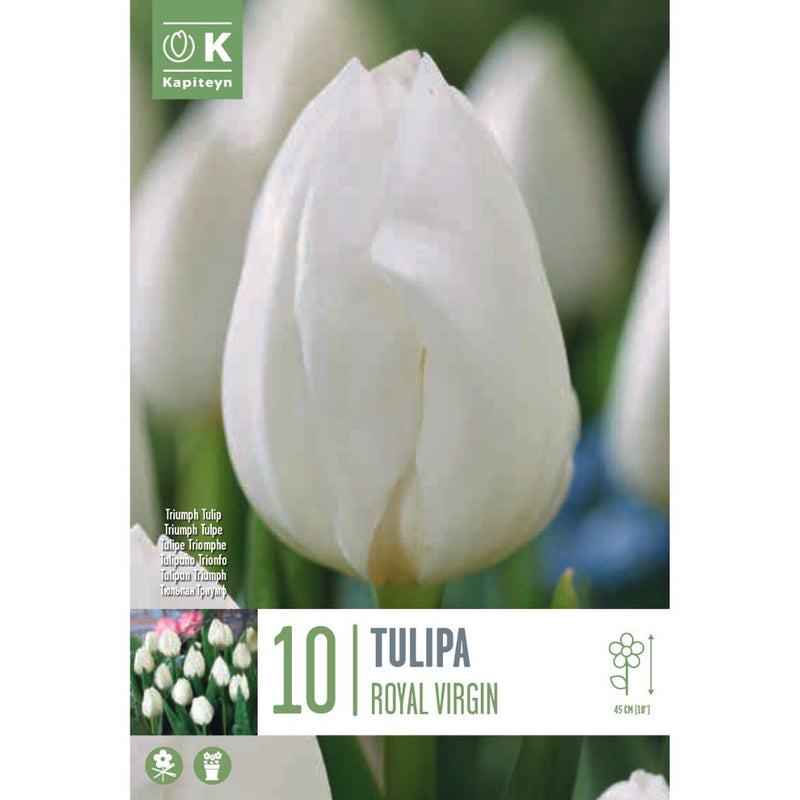 Tulip Royal Virgin Bulbs