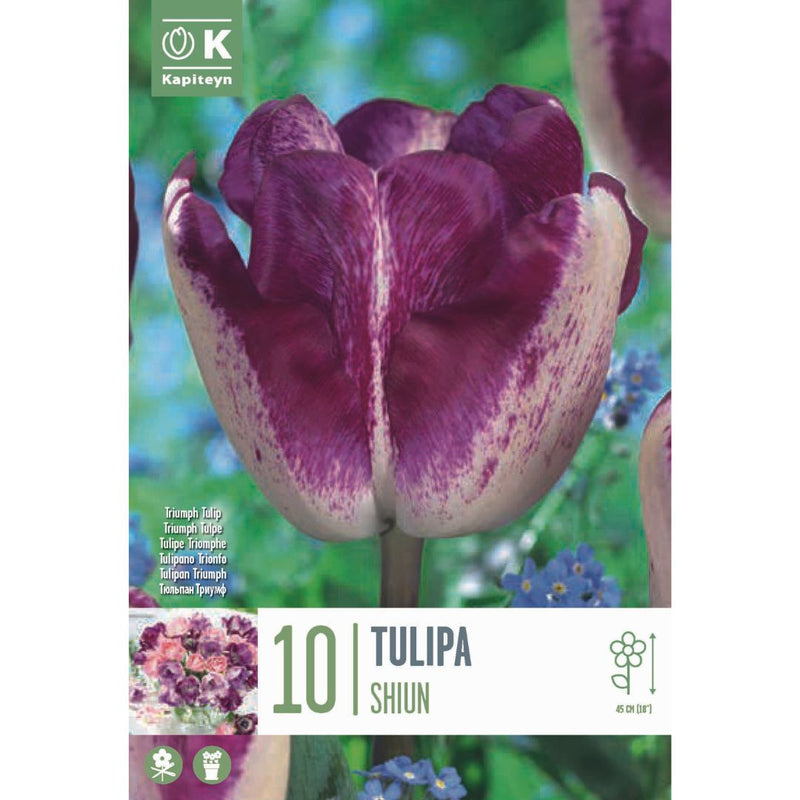 Tulip Shiun Bulbs