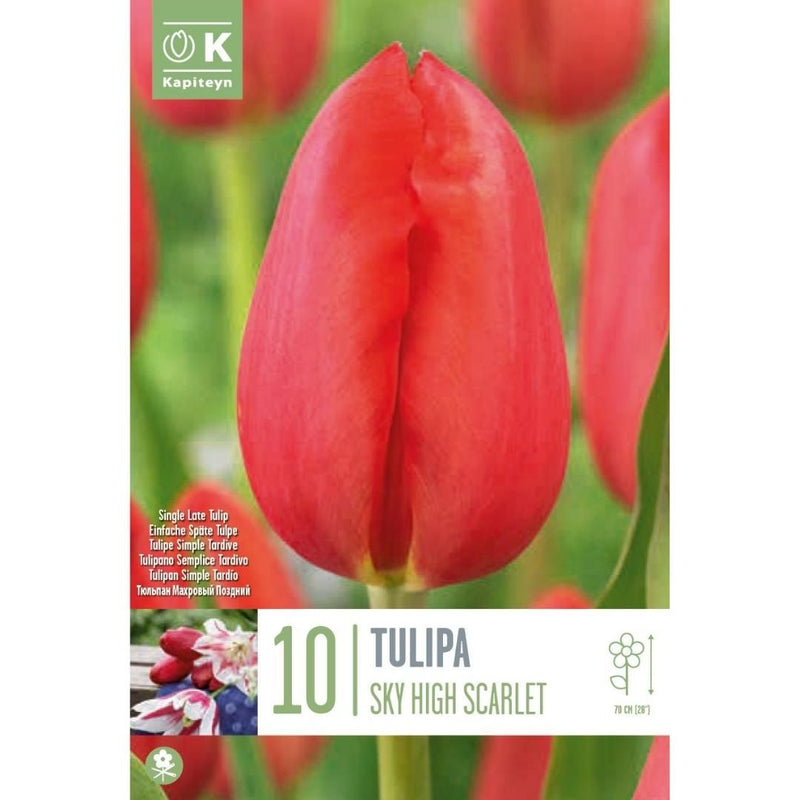 Tulip Sky High Scarlet Bulbs