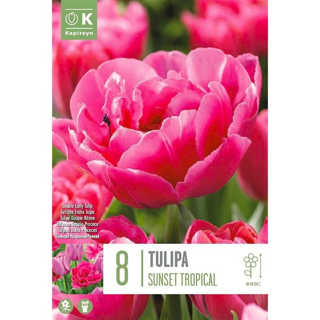 Tulip Sunset Tropical Bulbs