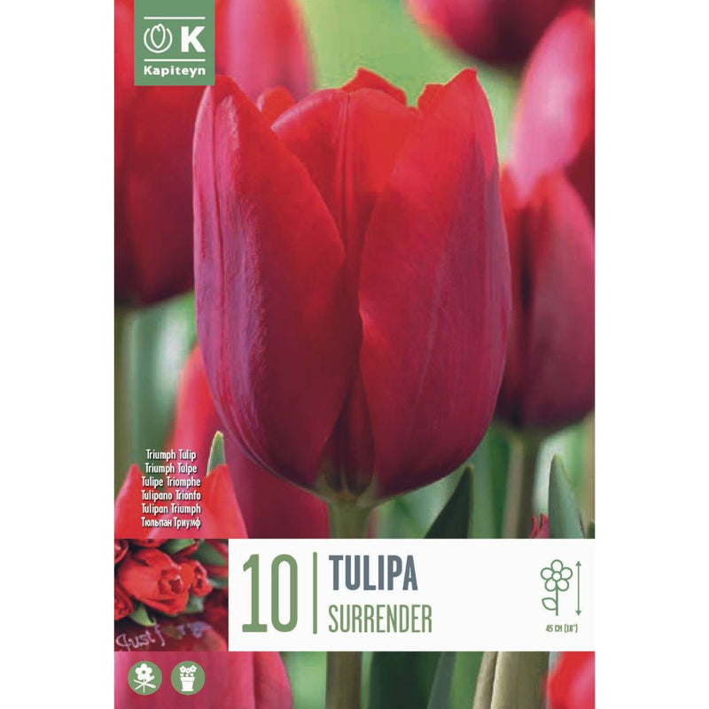 Tulip Surrender Bulbs