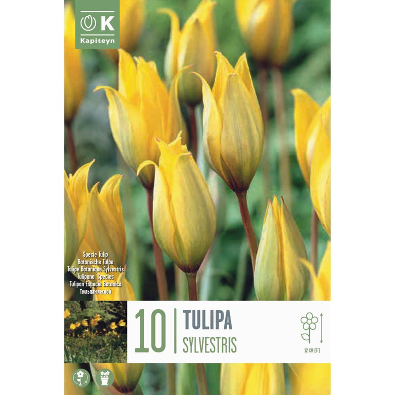 Tulip Sylvestris Bulbs