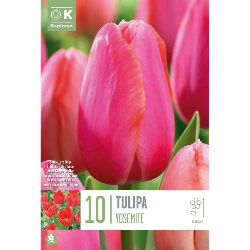 Tulip Yosemite Bulbs