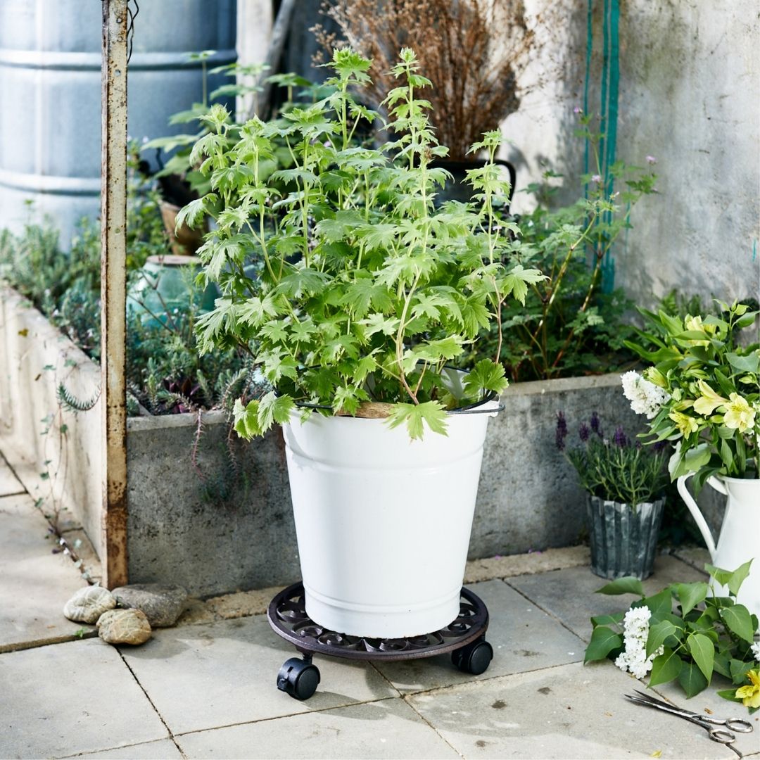Plant Trolley Indoor/Outdoor Round - Cast Iron Brown