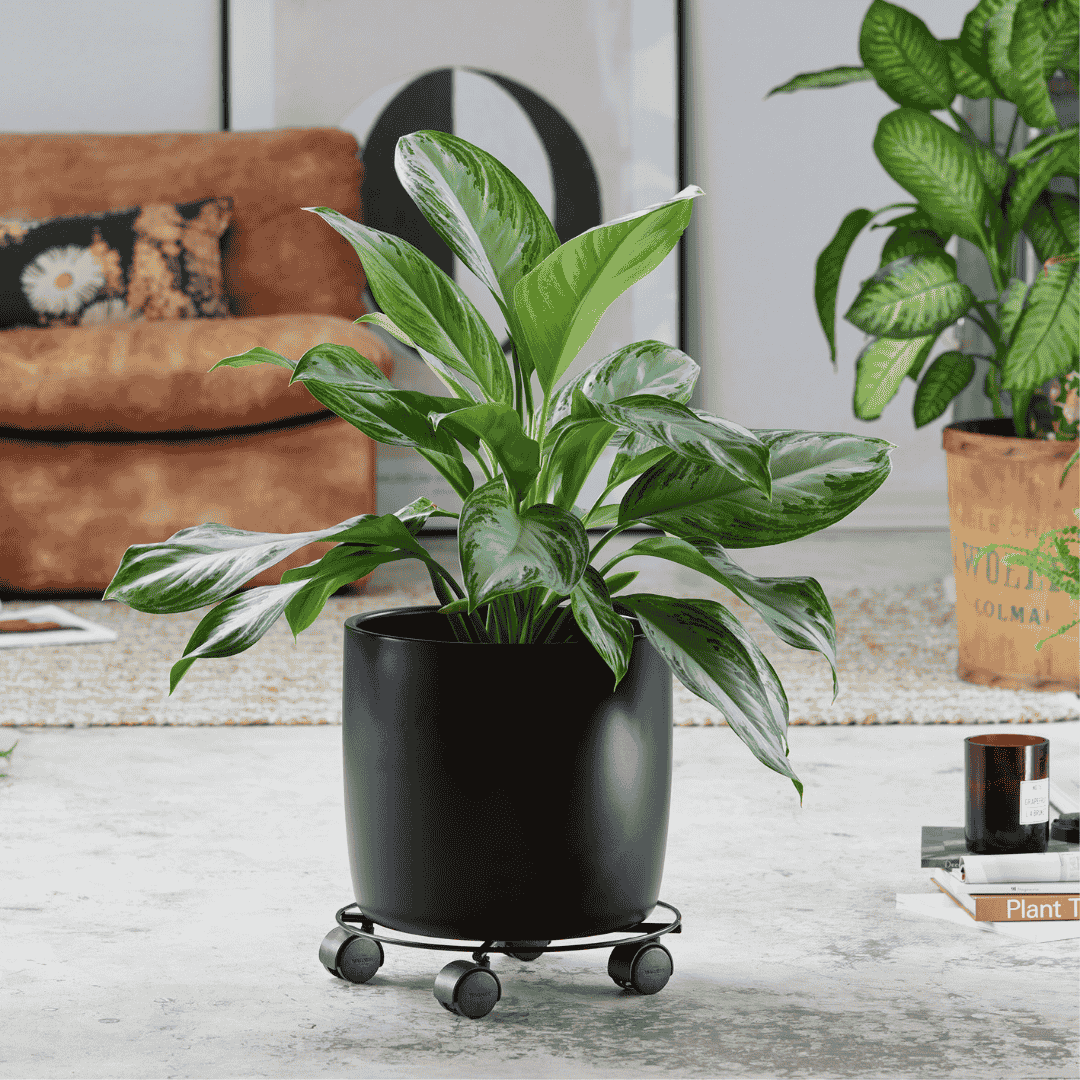 Wagner Plant Trolley Black Metal