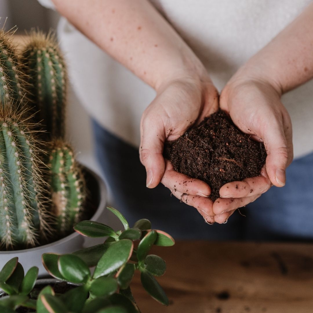 westland cacti and succulent potting mix Westland Cacti & Succulent Potting Mix 4 Litres
