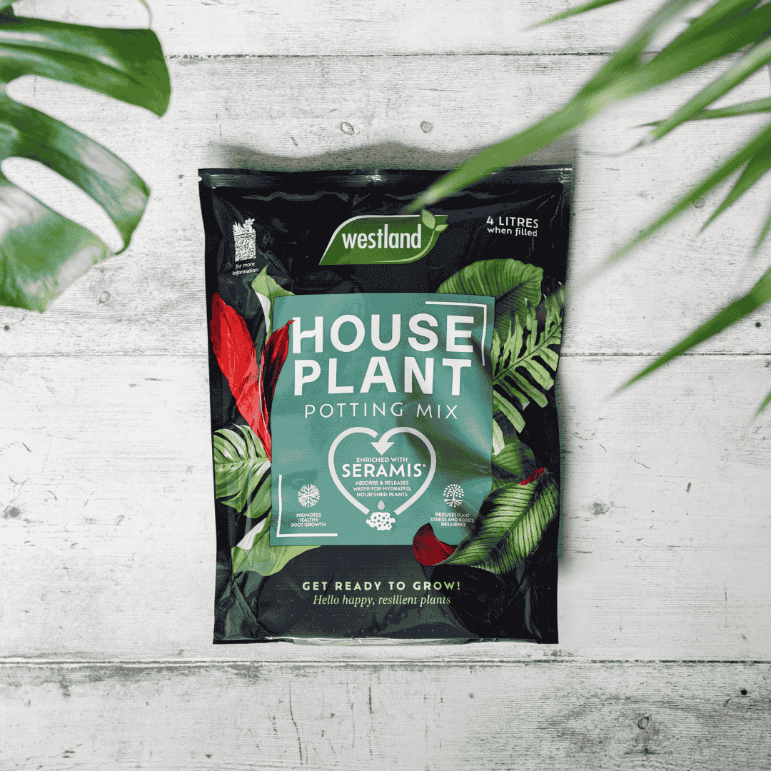westland cacti & succulent potting mix Westland Houseplant Potting Mix – Peat-Free, 4L for Healthy Growth
