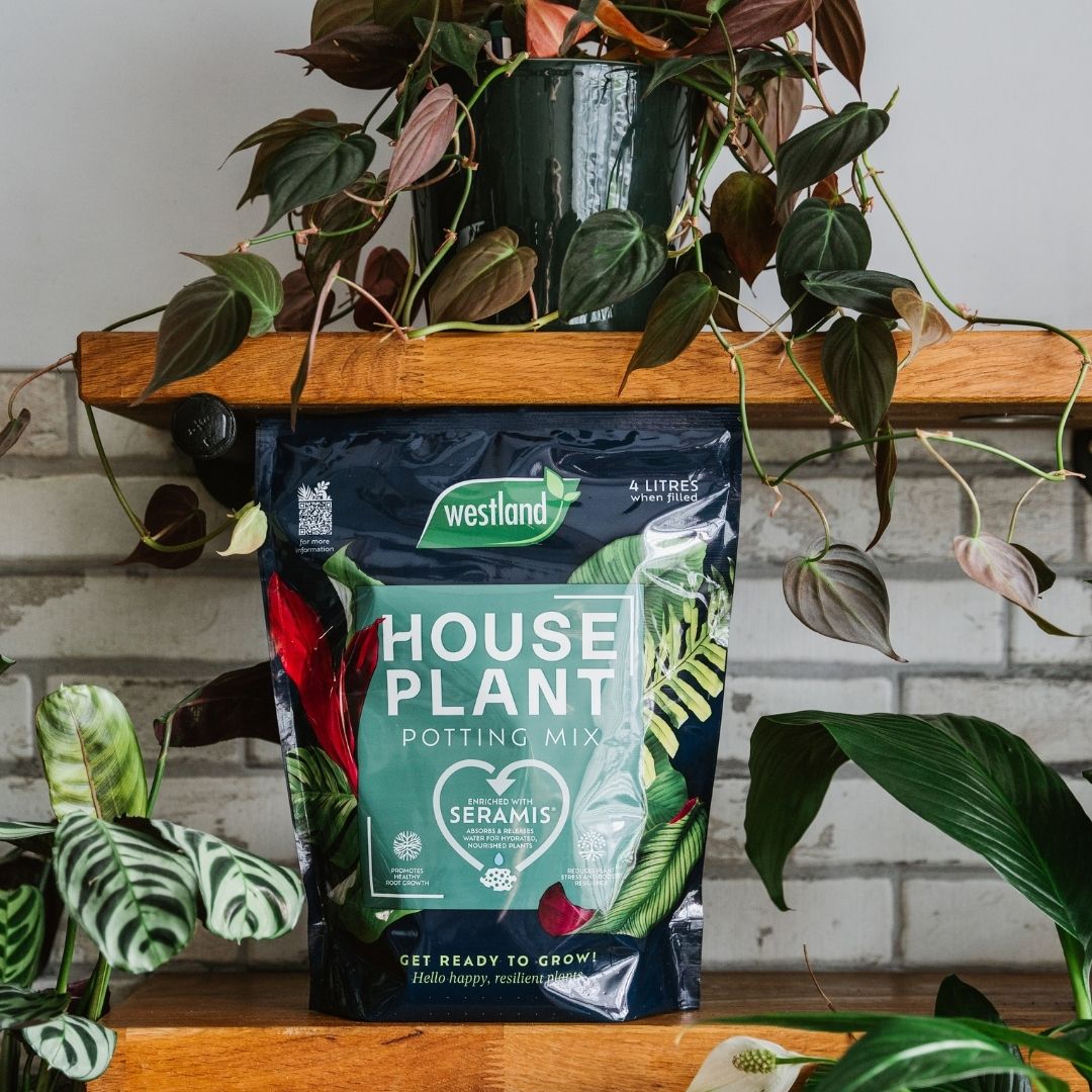 westland cacti and succulent potting mix Westland Houseplant Potting Mix – Peat-Free, 4L for Healthy Growth