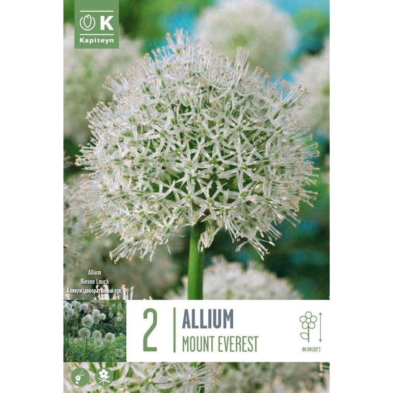Allium Mount Everest Bulbs