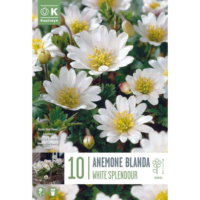 Anemone Blanda White Splendour Bulbs
