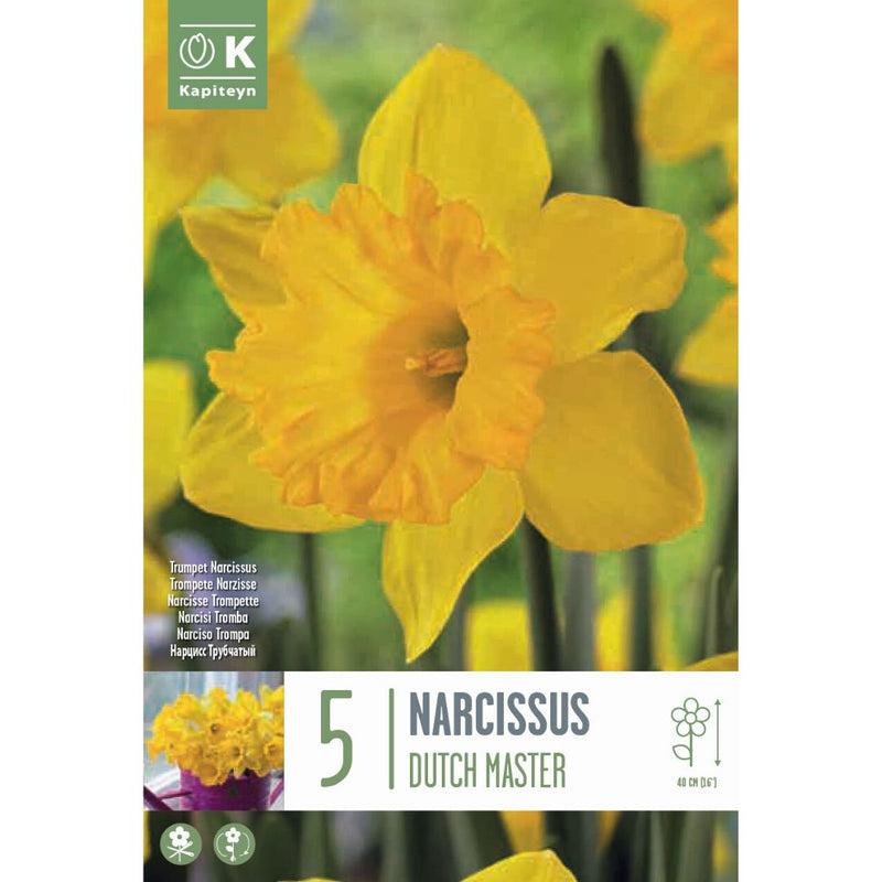 Narcissus Dutch Master Bulbs
