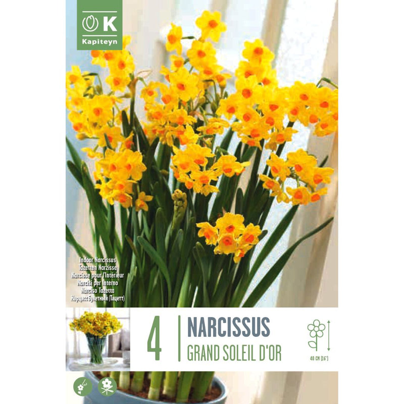 Narcissus Grand Soleil d'Or Bulbs