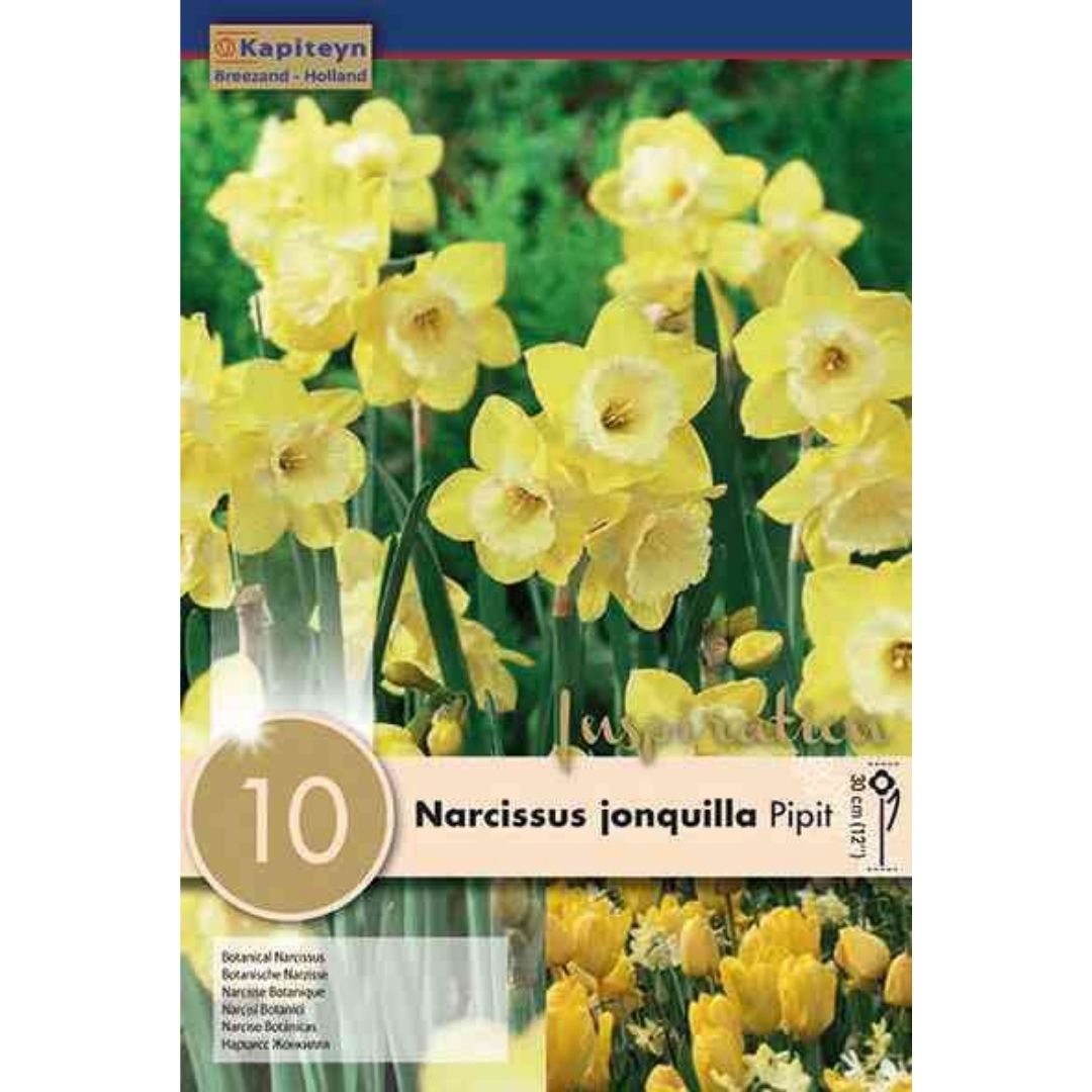 Narcissus Pipit Bulbs