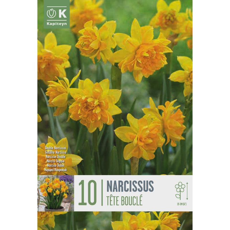 Narcissus Tête Bouclé Bulbs
