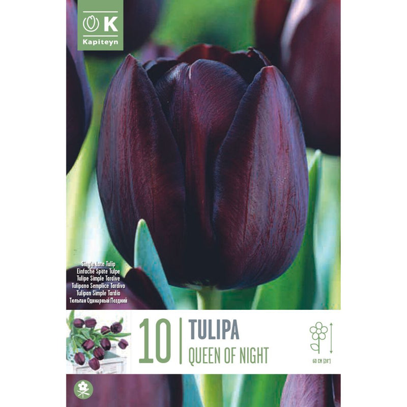 Tulip Queen of Night Bulbs