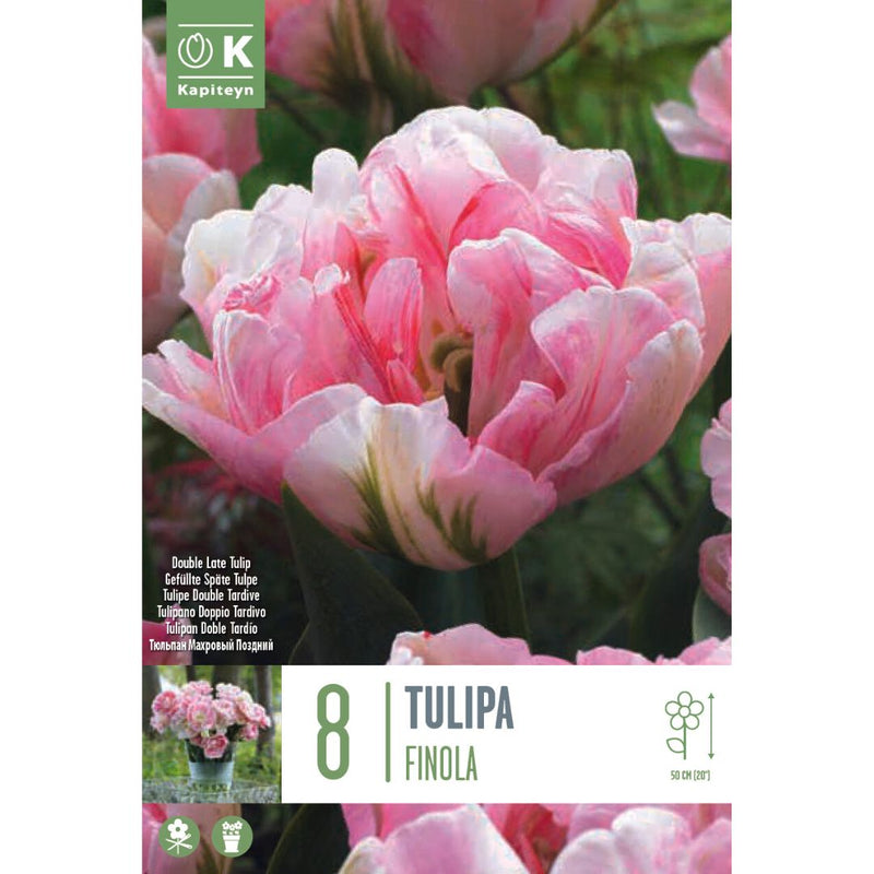 Tulip Finola Bulbs