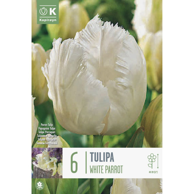 Tulip White Parrot Bulbs