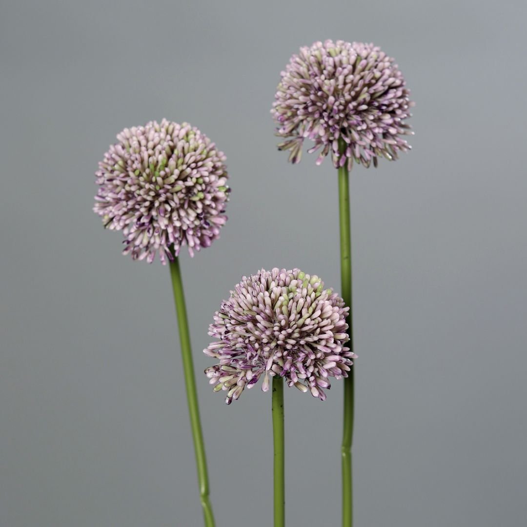 Allium Spray x 3 Lilac