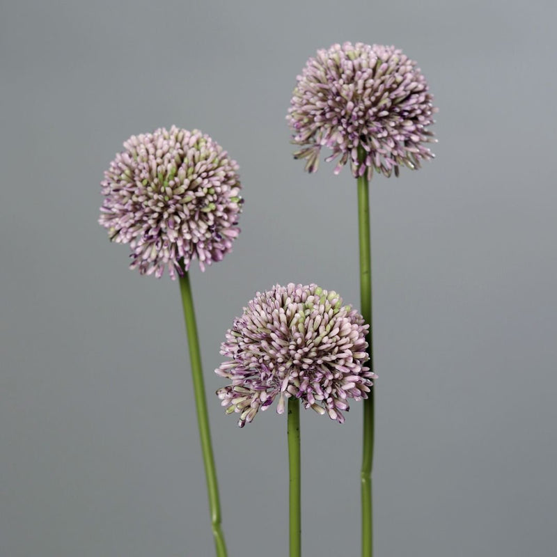 Allium Spray x 3 Lilac - The Garden HouseDPI