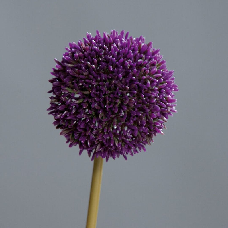 Allium Stem Purple - The Garden HouseDPI