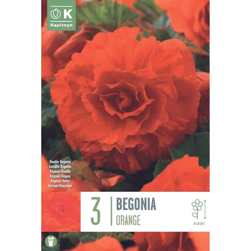 Begonia Double Orange