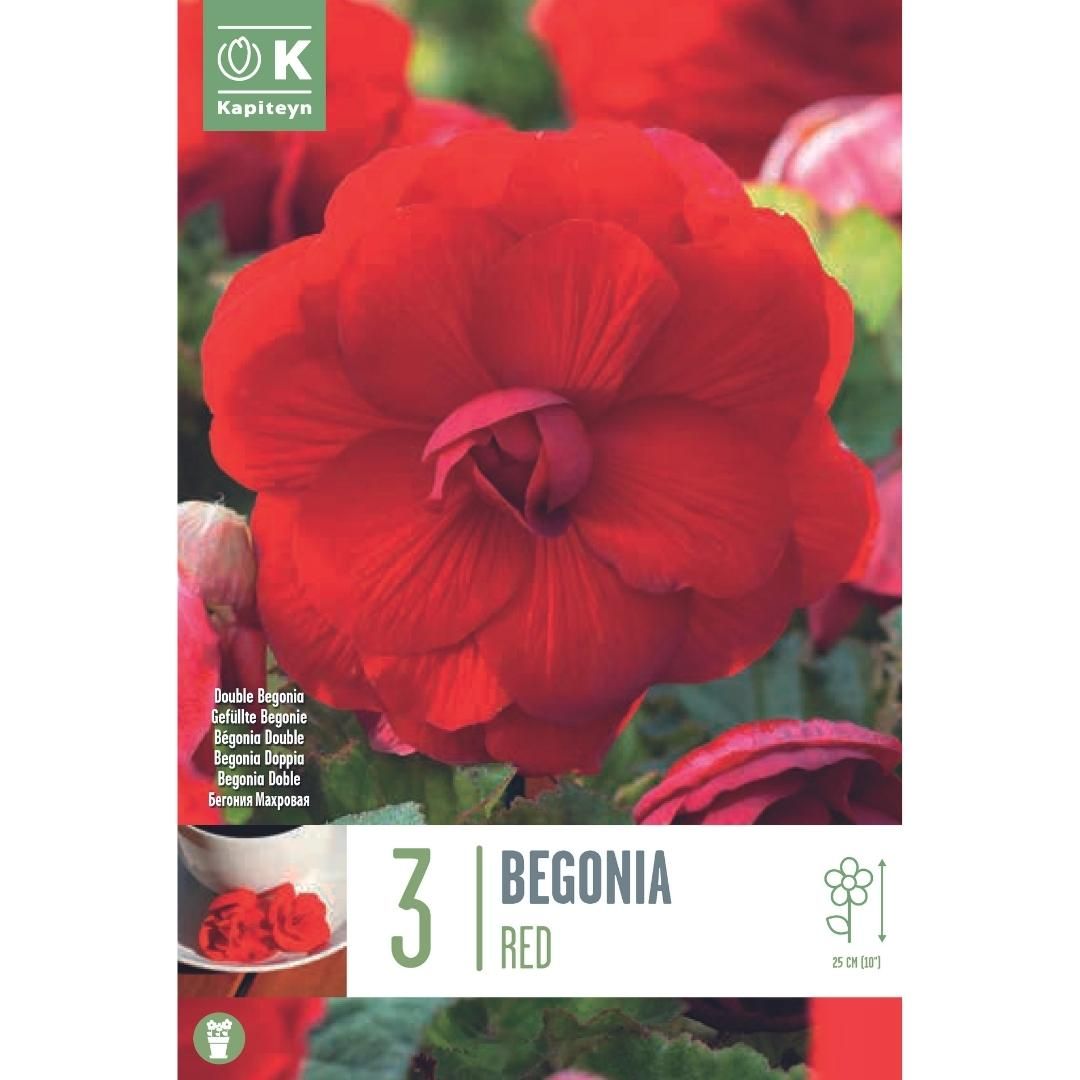 Begonia Double Red